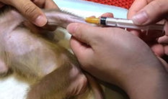 首例感染猴b病毒死亡，猴病毒感染是什么引起的