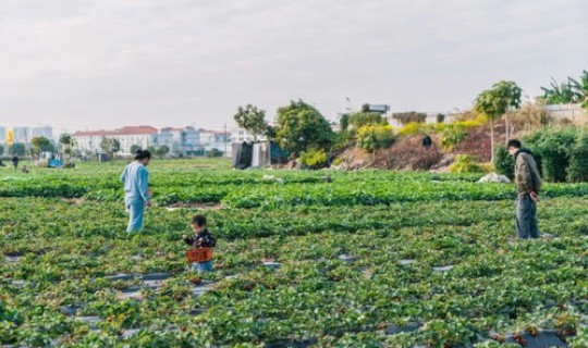 广州摘水果农场地址在哪里 广州摘草莓哪里好