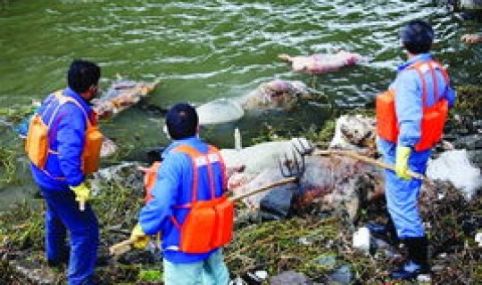 上海 死亡，上海流感死亡