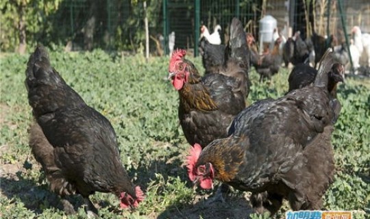 成都确诊疫情最新消息22日查询?疫情最新消息 成都确诊疫情最新消息22日查询?疫情最新消息