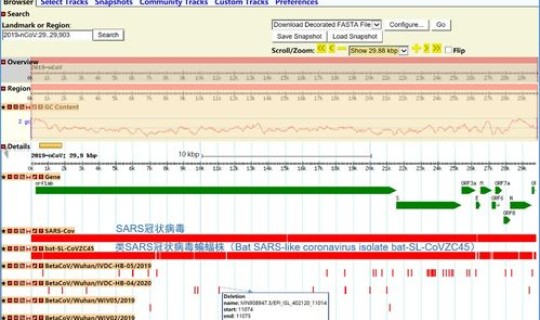 韩国 新型冠状病毒(2019新型冠状病毒)