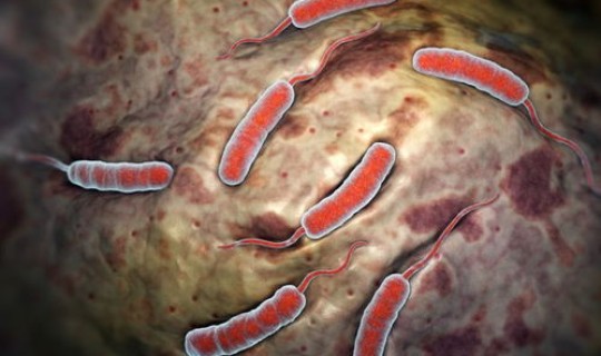 现在中国还有霍乱吗 ，中国发生霍乱症是哪年