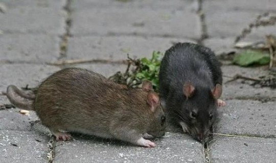 鼠疫的致死率高吗 鼠疫是被老鼠咬了才会感染的吗