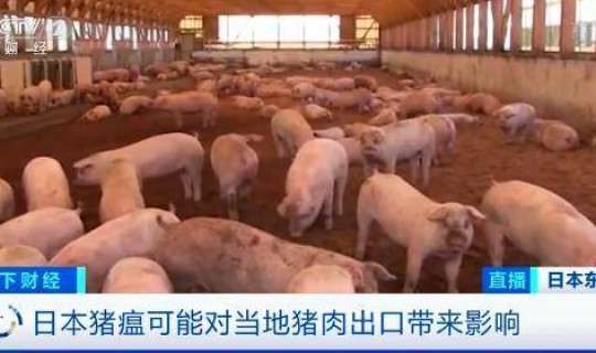 猪疫情最新消息2023年？最近国内猪瘟疫情最新消息