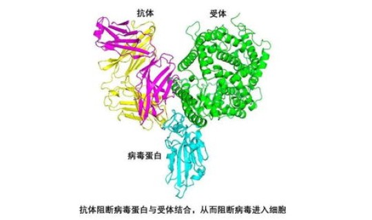 美国发现对抗新冠抗体 超级抗体能对抗所有新冠病毒
