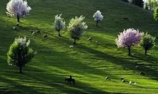 新疆伊犁旅游疫情防控政策 伊犁那拉堤疫情防控要求