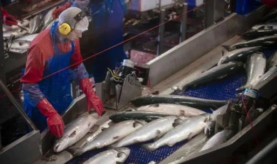 大连发生疫情的海产品公司怎么处理?此次疫情与进口海鲜有关系吗 大连发生疫情的海产品公司怎么处理?此次疫情与进口海鲜有关系吗