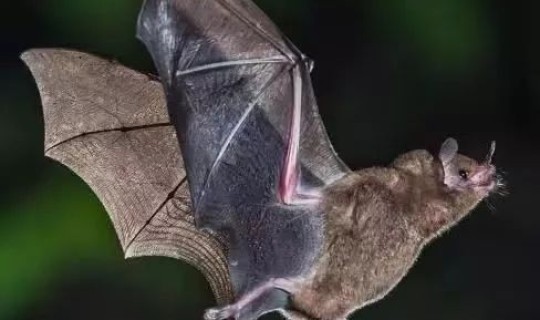 连云港新型冠状病毒肺炎最新消息 冠状病毒怎么来的