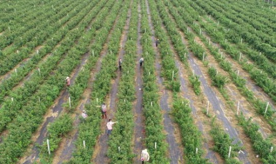 小果庄村是哪里？遵化苹果采摘园哪里有