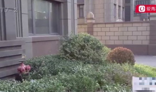 青岛绿化带？青岛绿化公司都有哪些