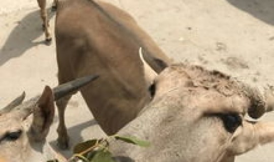 上海 小区 野生，上海发现的野生动物