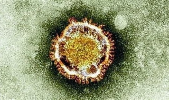 韩国艺人感染冠状病毒 人冠状病毒 韩国艺人感染冠状病毒 人冠状病毒