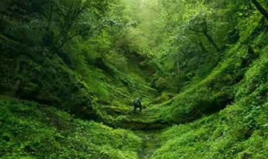 返景入深林复照青苔上啥意思 复照青苔上这句意思是什么