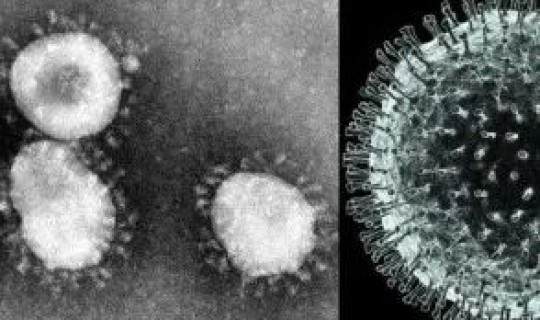 还有新型冠状病毒吗，冠状病毒怎么来的