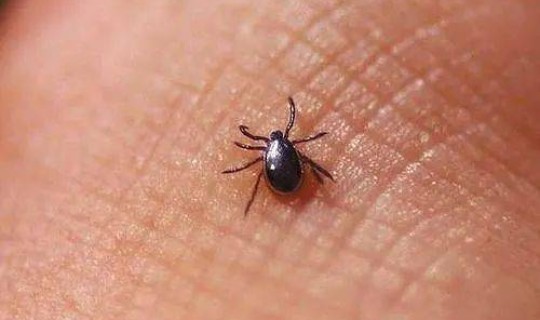 陕西新型病毒(新型病毒有哪些种类)