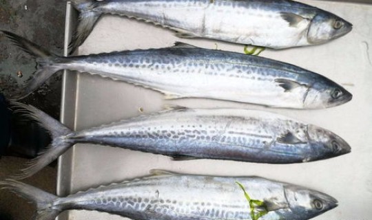 鲅鱼圈新冠病毒(鲅鱼有核污染吗)