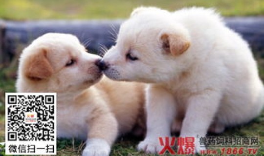 2020新冠状病毒症状有哪些?狗冠状病毒症状 2020新冠状病毒症状有哪些?狗冠状病毒症状