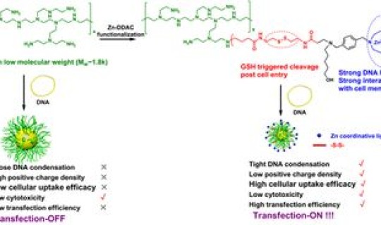 核酸谁研究的 dna核酸
