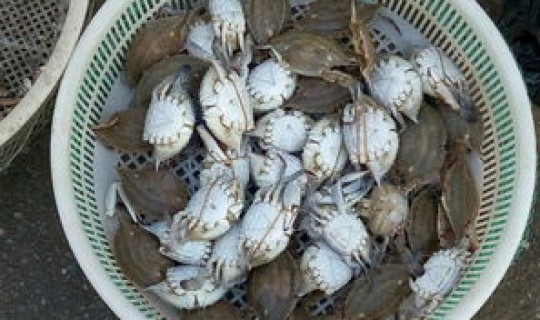 鲅鱼圈让出去吗 鲅鱼圈海鲜污染了吗现在 鲅鱼圈让出去吗 鲅鱼圈海鲜污染了吗现在