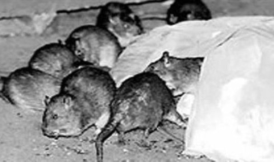 鼠疫死亡多少？得了鼠疫能活多久