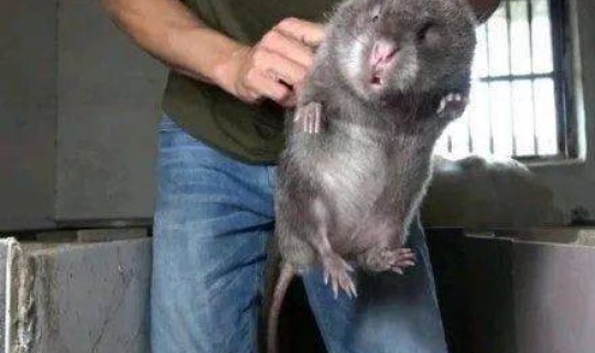 鼠疫的死亡率高吗 普通老鼠会有鼠疫吗