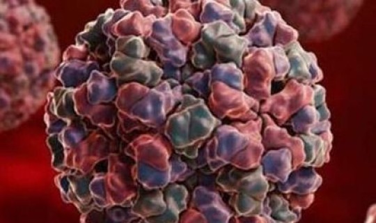 辽宁感染病毒死亡事件(病毒死亡)