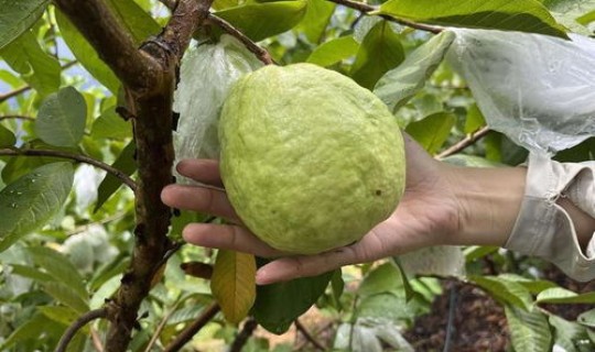 广州水果采摘园最出名的三个地方(广州番禺番石榴采摘园)