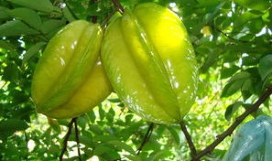 广州哪里可以摘菜的地方？广州摘杨桃的地方