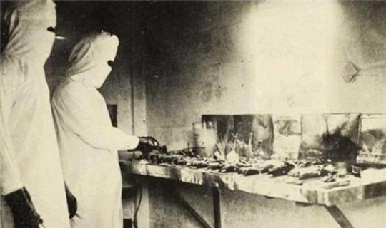 鼠疫死了多少中国人？鼠疫为什么老鼠不死