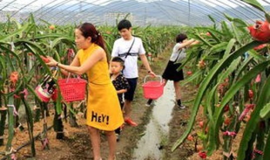 广州采摘园都有哪些项目，投资采摘园有前景吗