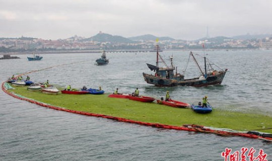 青岛市那个省份的，青岛是个岛吗