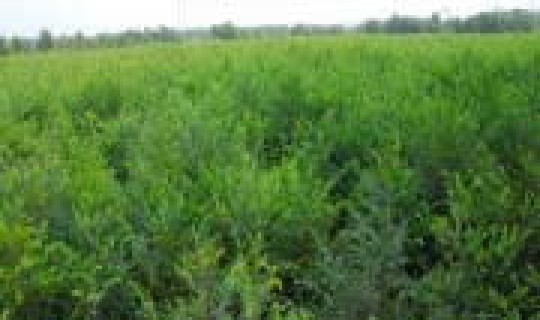 青岛城市绿化树种有哪些品种，绿化苗木有哪些品种