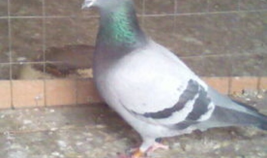 河北各地公棚？鸽地公棚