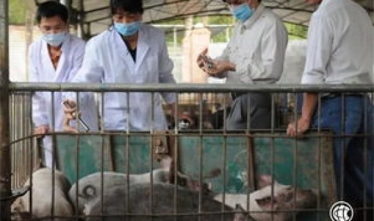 黑龙江最新疫情发布消息 猪疫情最新消息 黑龙江最新疫情发布消息 猪疫情最新消息