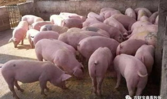疫情对猪养殖行业的影响 养猪行业的优势和劣势