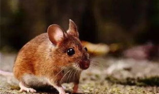 近年来鼠疫情况，一般老鼠有鼠疫吗