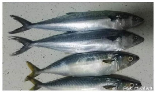 鲅鱼圈疫情感染源来自哪里？鲅鱼是海鱼吗？有污染吗？