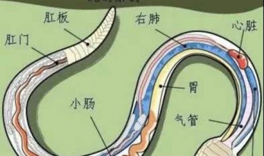 上海新冠老夫妻 老人得新冠怎么办