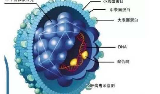 今年还有新型冠状病毒吗，冠状病毒什么时候开始的