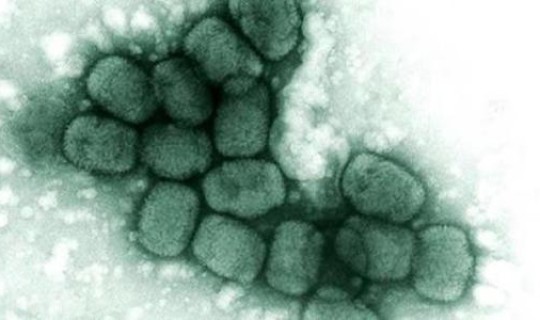 英国新冠肺炎死亡率是多少？新冠病毒的死亡率