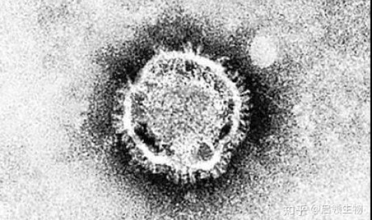 辛集新冠病毒最新消息？上海新型冠状病毒
