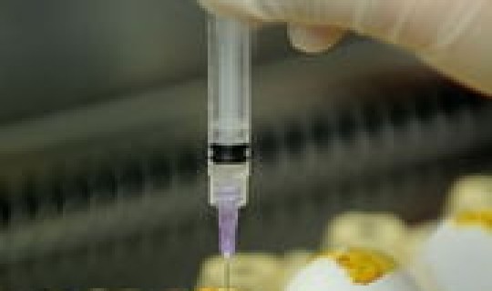 成都 禽流感?猪流感 成都 禽流感?猪流感