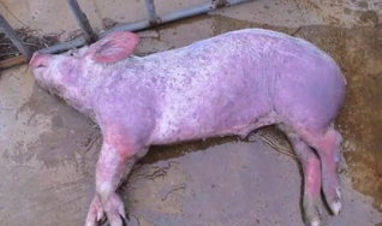 猪德尔塔病毒症状有哪些 猪瘟疫是什么症状