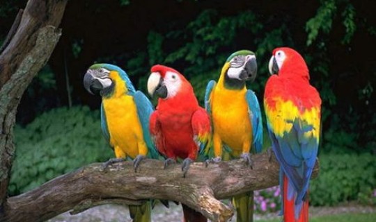 病毒变异是好是坏，变异灰鹦鹉是好是坏