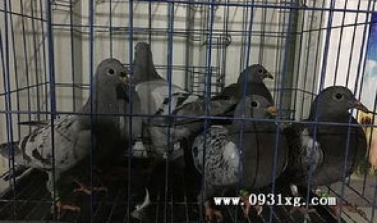 任丘信鸽公棚(爱翔赛鸽公棚)