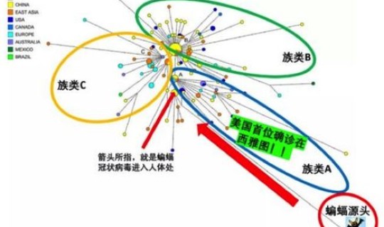 新冠病毒在哪里增殖(新冠病毒来源于哪里？)