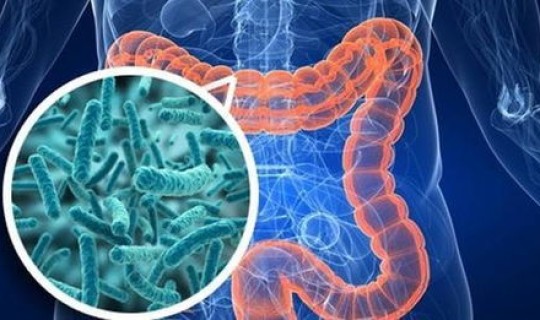 日本朊病毒(人体病毒有哪些)