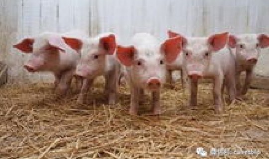 浅谈养猪疫病防控措施(养猪常见的疾病和症状)