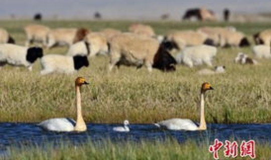 新疆疫情应对措施(新疆天鹅疫情)