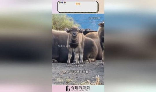 牛牛牛牛的舞蹈(牛牛玩法介绍图解)